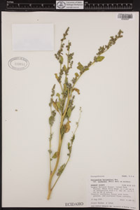 herbarium sheet of 